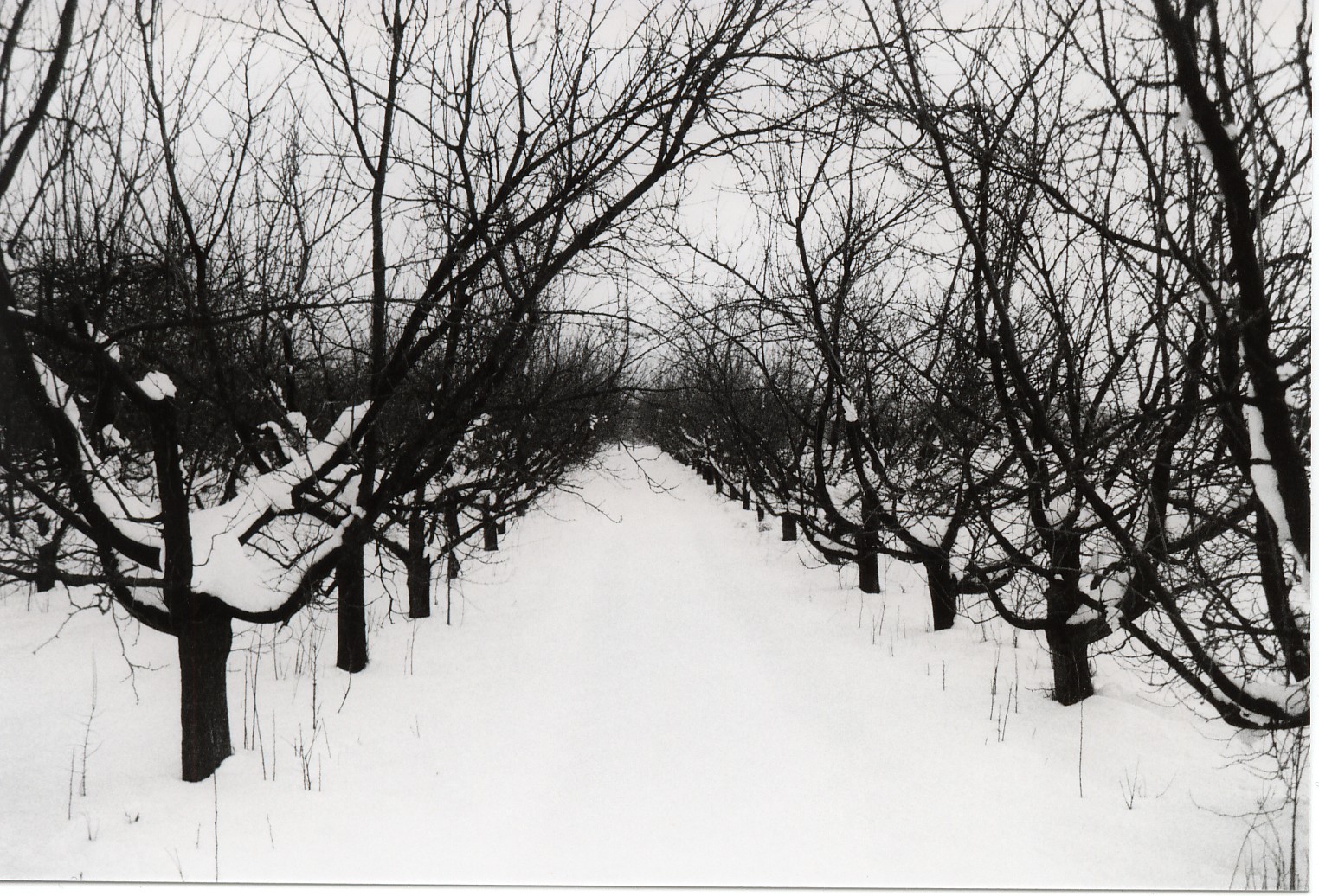 SW Foto Bäume im Schnee